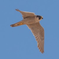 Peregrine Falcon
